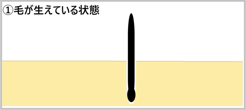 ①毛が生えている状態